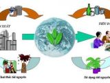 Những biện pháp xử lý rác thải hữu cơ phổ biến nhất hiện nay