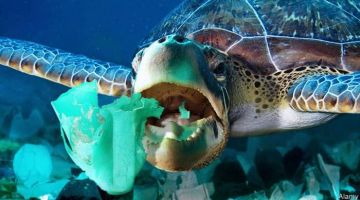Sinh vật biển đã bị ảnh hưởng bởi rác thải nhựa như thế nào?